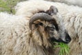 unshorn rams, animal eats grass, domestic sheep, artiodactyl mammal Ovis aries, sheared sheep\'s wool, fleece, sheep