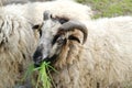 unshorn rams, animal eats grass, domestic sheep, artiodactyl mammal Ovis aries, sheared sheep\'s wool, fleece, sheep