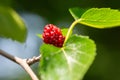 Close-up of an untreated black mulberry branch with red berries, macro Royalty Free Stock Photo