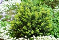 Close up on untrimmed buxus, boxwood shrubs. Boxwoods in Spring Royalty Free Stock Photo