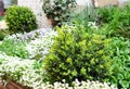 Close up on untrimmed buxus, boxwood shrubs in spring with flower bed of Arabis caucasica Royalty Free Stock Photo