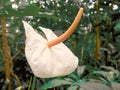 Beautyful flower: Anthurium andreanum is a spectacular perennial epiphytic plan