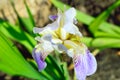unusual color of iris