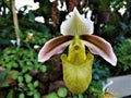 Close-up of unusual blossom of Paphiopedilum hybride orchid