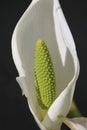 Green spadix flower of Lysichiton camtschatcensis Royalty Free Stock Photo