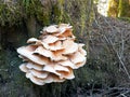 Close up of an unusual large fungi growing on a tree trunk in new zealand