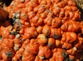 Unusual surface of an orange knucklehead pumpkin Royalty Free Stock Photo