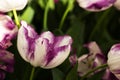 Close-up of an unusual tulip, petals with stripes of white and lilac color. Macro