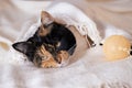 close-up unwell domestic cat nestled in bed covered with white blanket, care and love during challenging moments, warmth and