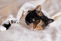 close-up unwell domestic cat nestled in bed covered with white blanket, care and love during challenging moments, warmth and