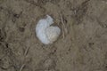 close-up: upper part of a white snail shell in the dry pale yellow soil surrounded by absorbing zone of a root system