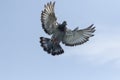 Close up upper wing of speed racing pigeon hoving for landing to Royalty Free Stock Photo