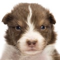 Close-up of an upset Australian Shepherd puppy, 22 days old Royalty Free Stock Photo