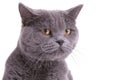 Close up of an upset British Shorthair cat frowning Royalty Free Stock Photo