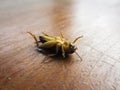 close up upside down dead cricket Royalty Free Stock Photo