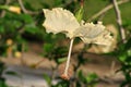 Upside-down white hibiscus or gumamela flower