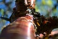 Close up upward view of beautiful brown trunk and bark pattern of cherry tree