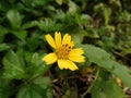 Close up of Urang Aring Asteraceae, False daisy Eclipta prostrata in a garden