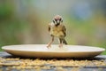 Close up urasian tree sparrow bird and paddy feeding dish