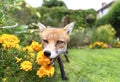 Close up of an urban red fox Royalty Free Stock Photo