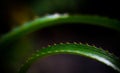 Close up of Urn plant leaf Royalty Free Stock Photo