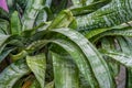 Close up of urn plant, tropical nature backgroun Royalty Free Stock Photo