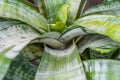 Close up of urn plant, tropical nature backgroun Royalty Free Stock Photo