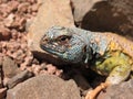 Close up of Uromastyx Ornata - ornate spiny tailed lizard