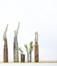 Close Up Used Bullet Shell Vases with Plants on White Background Royalty Free Stock Photo