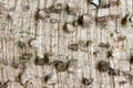 Close up of The usual bark of the Anigic Tree also known as the Floss silk