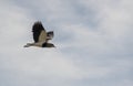 Close-up of a uterus flying in a cloudy sky. Vanellus chilensis Royalty Free Stock Photo