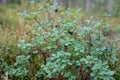 Bog bilberry growing in the forest Royalty Free Stock Photo