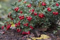 Close-up vaccinium vitis idaea Koralle in garden Royalty Free Stock Photo