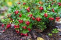 Close-up vaccinium vitis idaea Koralle in garden Royalty Free Stock Photo