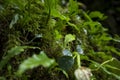 Close-up, valley, wet, rocks, verdant, moss, ferns