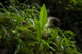 Close-up, valley, wet, rocks, verdant, moss, ferns