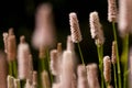 Duizendknoop, Fleece Flower, Persicaria affinis