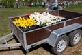 Close-up van cargo open semi-trailer full of multicolored bright tulip flowers with bulb for sale at agricultural