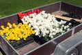 Close-up van cargo open semi-trailer full of multicolored bright tulip flowers with bulb for sale at agricultural