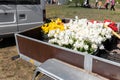 Close-up van cargo open semi-trailer full of multicolored bright tulip flowers with bulb for sale at agricultural