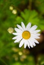 Closeup of Daisy in nature after some raindrops