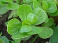 Close up van purslane Portulaca oleracea