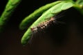 Close-up vapourer moth caterpillar on leaf Royalty Free Stock Photo