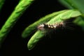 Close-up vapourer moth caterpillar on leaf Royalty Free Stock Photo