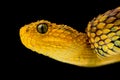 Close-up of a variable bush viper on a black background Royalty Free Stock Photo