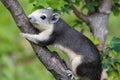 Variable squirrel Callosciurus finlaysonii Royalty Free Stock Photo