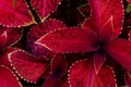 Close up of variegated burgundy Coleus plant. Painted nettle, Flame nettle, decorative nettle. Lush maroon colored coleus bush.