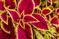 Close up of variegated burgundy and green Coleus plant. Painted nettle, Flame nettle, decorative nettle.