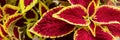 Close up of variegated burgundy and green Coleus plant. Painted nettle, Flame nettle, decorative nettle banner.