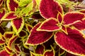 Close up of variegated burgundy and green Coleus plant. Painted nettle, Flame nettle, decorative nettle.